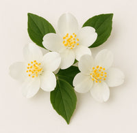 Jasmine